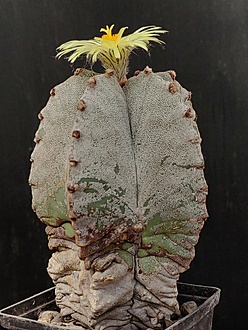 Нажмите на изображение для увеличения.

Название:	Astrophytum myriostigma v.columnare 2.004.jpg
Просмотров:	332
Размер:	222.8 Кб
ID:	529410