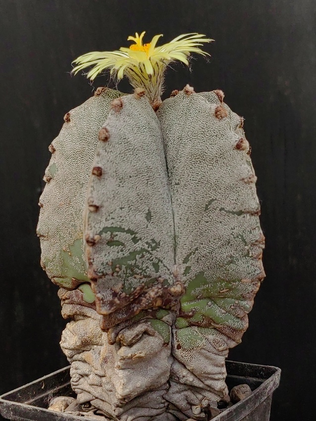 Нажмите на изображение для увеличения.

Название:	Astrophytum myriostigma v.columnare 2.004.jpg
Просмотров:	338
Размер:	222.8 Кб
ID:	529421