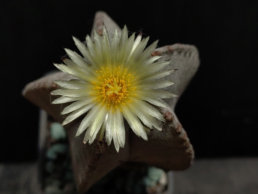 Нажмите на изображение для увеличения.  Название:	Astrophytum myriostigma v.columnare 2.005.jpg Просмотров:	0 Размер:	115.4 Кб ID:	529464