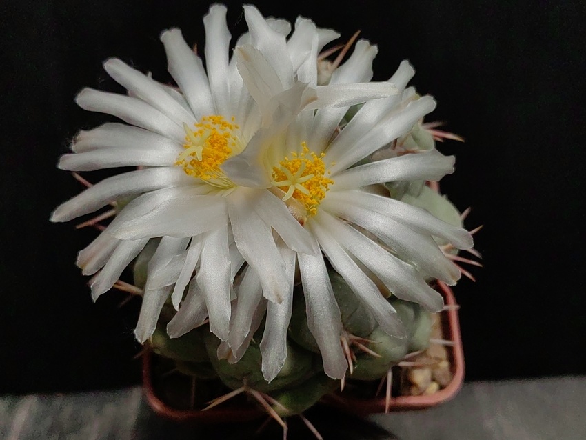 Нажмите на изображение для увеличения.

Название:	Thelocactus lloydii 2.005.jpg
Просмотров:	169
Размер:	149.2 Кб
ID:	529471