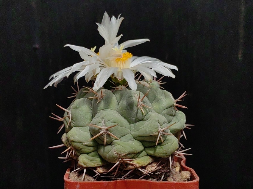 Нажмите на изображение для увеличения.

Название:	Thelocactus lloydii 2.004.jpg
Просмотров:	284
Размер:	174.7 Кб
ID:	529472