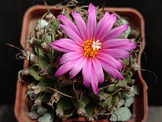 Нажмите на изображение для увеличения.

Название:	Turbinicarpus alansoi  2.003.jpg
Просмотров:	351
Размер:	178.8 Кб
ID:	529543