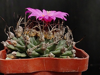 Нажмите на изображение для увеличения.

Название:	Turbinicarpus alansoi  2.002.jpg
Просмотров:	347
Размер:	189.6 Кб
ID:	529544