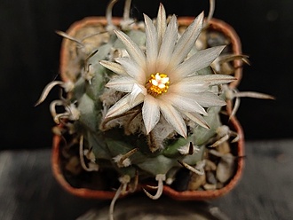 Нажмите на изображение для увеличения.

Название:	Turbinicarpus klinkerianus cv. ”Lilinkioides”  1.005.jpg
Просмотров:	372
Размер:	137.6 Кб
ID:	529545