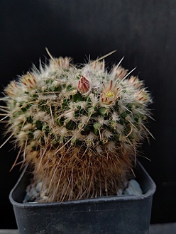Нажмите на изображение для увеличения.

Название:	Mammillaria nejapensis 1.005.jpg
Просмотров:	891
Размер:	162.5 Кб
ID:	529568