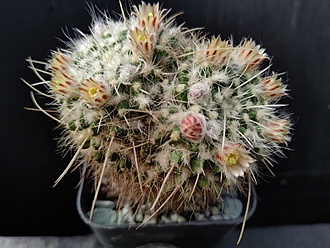 Нажмите на изображение для увеличения.

Название:	Mammillaria nejapensis 1.006.jpg
Просмотров:	881
Размер:	201.0 Кб
ID:	529569