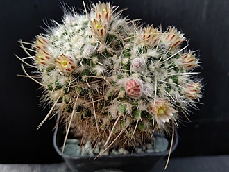 Нажмите на изображение для увеличения.

Название:	Mammillaria nejapensis 1.006.jpg
Просмотров:	787
Размер:	201.0 Кб
ID:	529569