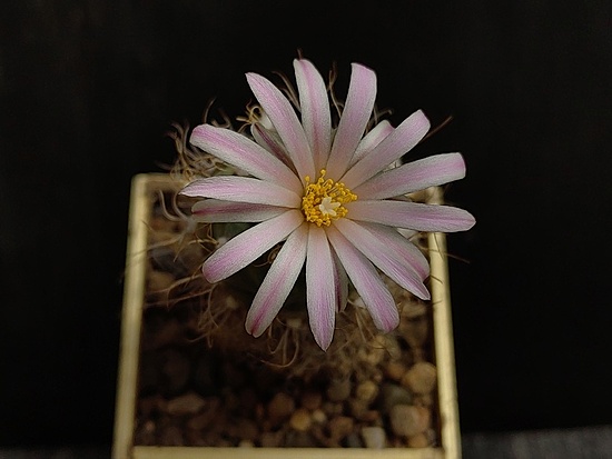 Нажмите на изображение для увеличения.

Название:	Turbinicarpus pseudomacrochele 1.006.jpg
Просмотров:	746
Размер:	107.5 Кб
ID:	529774