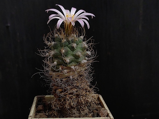Нажмите на изображение для увеличения.

Название:	Turbinicarpus pseudomacrochele 1.005.jpg
Просмотров:	735
Размер:	146.6 Кб
ID:	529775
