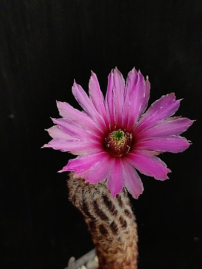 Нажмите на изображение для увеличения.

Название:	Echinocereus perbellus 3.006.jpg
Просмотров:	612
Размер:	131.1 Кб
ID:	529822