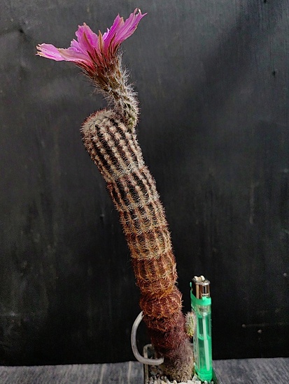 Нажмите на изображение для увеличения.

Название:	Echinocereus perbellus 3.005.jpg
Просмотров:	716
Размер:	163.1 Кб
ID:	529823