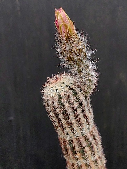 Нажмите на изображение для увеличения.

Название:	Echinocereus perbellus 3.001.jpg
Просмотров:	712
Размер:	178.3 Кб
ID:	529824