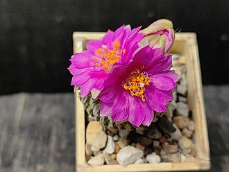 Нажмите на изображение для увеличения.

Название:	Pelecyphora aseliformis 2.006.jpg
Просмотров:	288
Размер:	164.8 Кб
ID:	529956