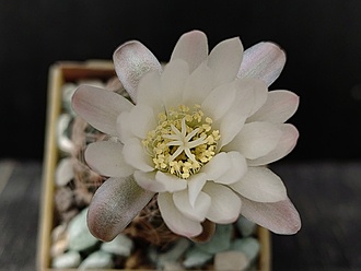 Нажмите на изображение для увеличения.

Название:	Gymnocalycium bruchii ssp. melojeri VG 272 003.jpg
Просмотров:	248
Размер:	116.8 Кб
ID:	529959