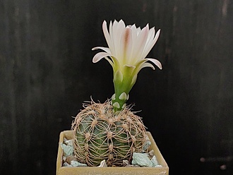 Нажмите на изображение для увеличения.

Название:	Gymnocalycium bruchii ssp. melojeri VG 272 002.jpg
Просмотров:	246
Размер:	140.7 Кб
ID:	529960