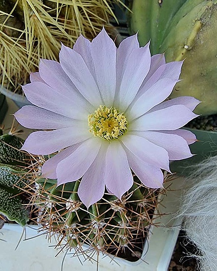 Нажмите на изображение для увеличения.

Название:	Acanthocalycium violaceum.jpg
Просмотров:	226
Размер:	103.8 Кб
ID:	529996
