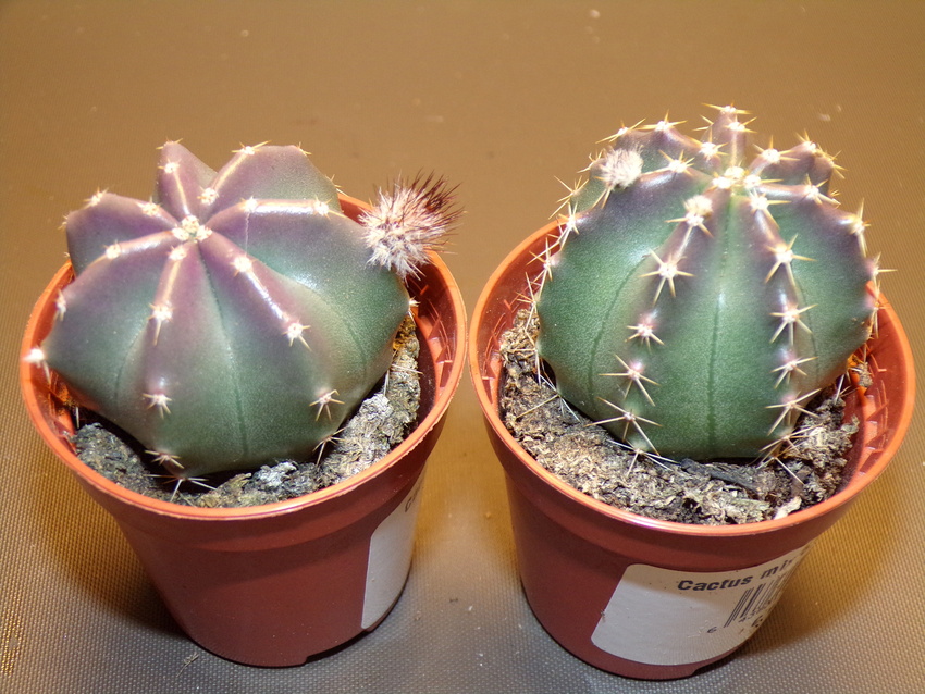 Нажмите на изображение для увеличения.

Название:	Echinocereus subinermis (2).jpg
Просмотров:	469
Размер:	233.7 Кб
ID:	530000