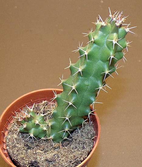 Нажмите на изображение для увеличения.

Название:	_Echinocereus pentalophus.jpg
Просмотров:	494
Размер:	222.9 Кб
ID:	530008