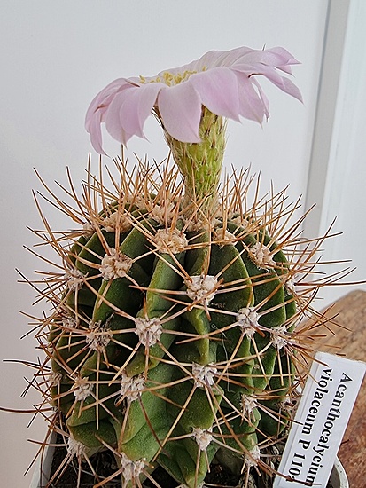 Нажмите на изображение для увеличения.

Название:	Acanthocalycium_ violaceum.jpg
Просмотров:	308
Размер:	228.8 Кб
ID:	530010