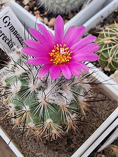 Нажмите на изображение для увеличения.  Название:	Gymnocactus viereckii L 1159.jpg Просмотров:	0 Размер:	230.9 Кб ID:	530015