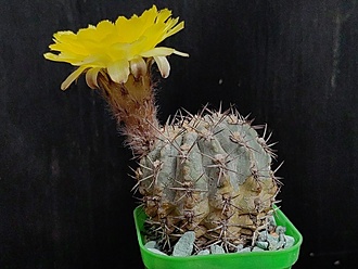 Нажмите на изображение для увеличения.

Название:	Acanthocalycium glaucum 1.006.jpg
Просмотров:	238
Размер:	174.5 Кб
ID:	530063