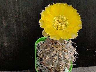 Нажмите на изображение для увеличения.

Название:	Acanthocalycium glaucum 1.007.jpg
Просмотров:	234
Размер:	157.1 Кб
ID:	530064