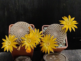 Нажмите на изображение для увеличения.

Название:	Sulcorebutia arenacea  3&amp;4.004.jpg
Просмотров:	294
Размер:	184.5 Кб
ID:	530068
