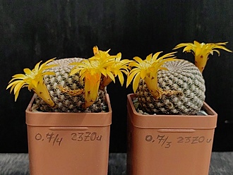 Нажмите на изображение для увеличения.

Название:	Sulcorebutia arenacea  3&amp;4.003.jpg
Просмотров:	292
Размер:	165.6 Кб
ID:	530069