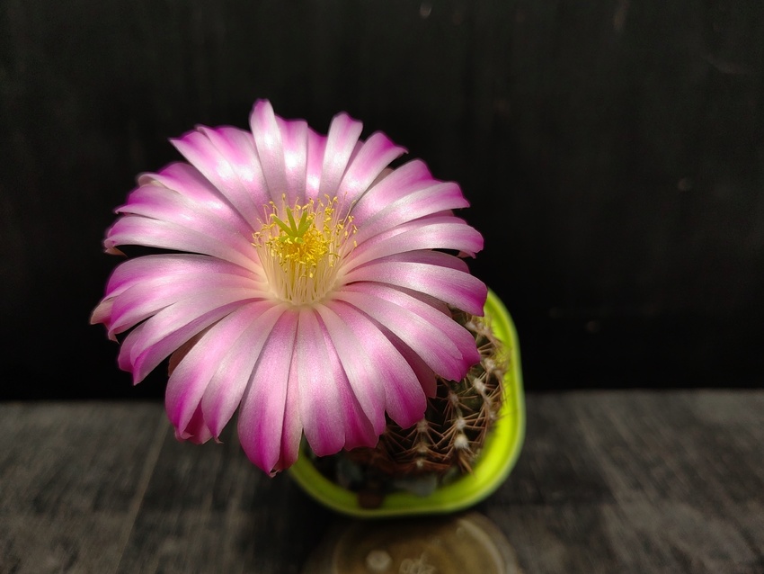 Нажмите на изображение для увеличения.

Название:	Echinocereus weinbergii P 310 1.008.jpg
Просмотров:	627
Размер:	126.9 Кб
ID:	530178