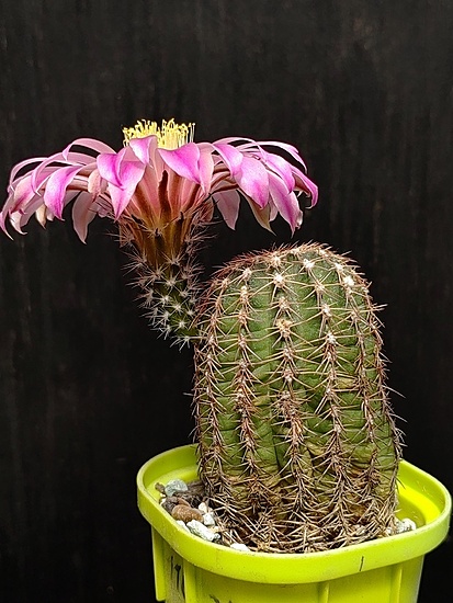 Нажмите на изображение для увеличения.

Название:	Echinocereus weinbergii P 310 1.007.jpg
Просмотров:	640
Размер:	189.7 Кб
ID:	530177