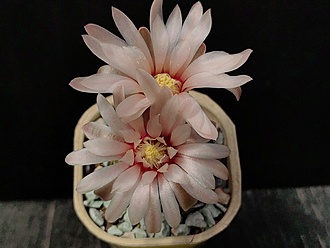 Нажмите на изображение для увеличения.

Название:	Gymnocalycium erinaceum HT 87-3-1637 1.005.jpg
Просмотров:	723
Размер:	134.7 Кб
ID:	530180