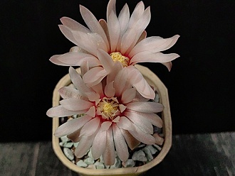 Нажмите на изображение для увеличения.

Название:	Gymnocalycium erinaceum HT 87-3-1637 1.005.jpg
Просмотров:	610
Размер:	134.7 Кб
ID:	530180