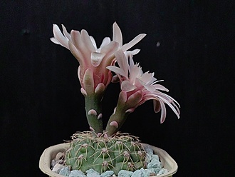 Нажмите на изображение для увеличения.

Название:	Gymnocalycium erinaceum HT 87-3-1637 1.004.jpg
Просмотров:	610
Размер:	136.7 Кб
ID:	530181