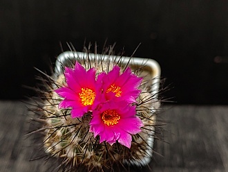 Нажмите на изображение для увеличения.

Название:	Gymnocactus viereckii 2.006.jpg
Просмотров:	599
Размер:	138.9 Кб
ID:	530187