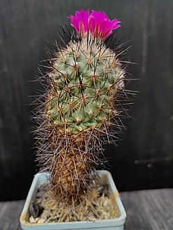 Нажмите на изображение для увеличения.

Название:	Gymnocactus viereckii 2.005.jpg
Просмотров:	612
Размер:	210.3 Кб
ID:	530186