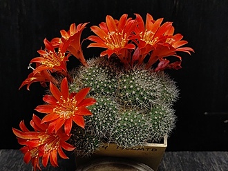 Нажмите на изображение для увеличения.

Название:	Rebutia senilis v.stuemeri 1.006.jpg
Просмотров:	497
Размер:	202.4 Кб
ID:	530266