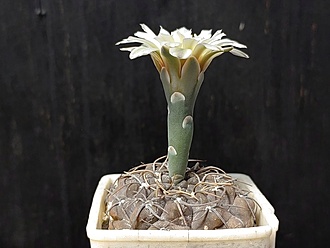 Нажмите на изображение для увеличения.

Название:	Gymnocalycium bodenbenderianum LB 396 1.004.jpg
Просмотров:	545
Размер:	131.0 Кб
ID:	530269