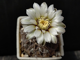 Нажмите на изображение для увеличения.

Название:	Gymnocalycium bodenbenderianum LB 396 1.005.jpg
Просмотров:	427
Размер:	134.4 Кб
ID:	530270