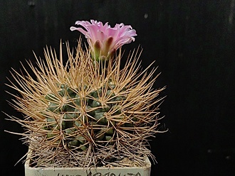 Нажмите на изображение для увеличения.

Название:	Gymnocalycium neuhuberi GN 89-77363 2.002.jpg
Просмотров:	434
Размер:	205.3 Кб
ID:	530272