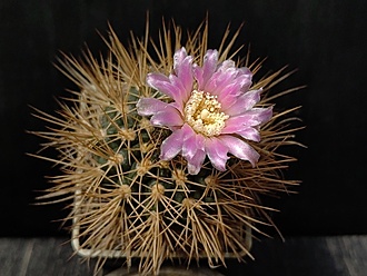 Нажмите на изображение для увеличения.

Название:	Gymnocalycium neuhuberi GN 89-77363 2.003.jpg
Просмотров:	432
Размер:	168.1 Кб
ID:	530273