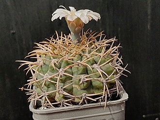 Нажмите на изображение для увеличения.

Название:	Gymnocalycium ochoterenai v.albispinum 1.004.jpg
Просмотров:	543
Размер:	209.5 Кб
ID:	530275