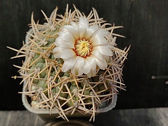 Нажмите на изображение для увеличения.

Название:	Gymnocalycium ochoterenai v.albispinum 1.005.jpg
Просмотров:	437
Размер:	181.0 Кб
ID:	530276