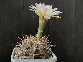 Нажмите на изображение для увеличения.

Название:	Gymnocalycium borthii B 301 2.002.jpg
Просмотров:	461
Размер:	170.9 Кб
ID:	530340