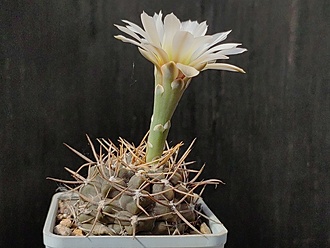 Нажмите на изображение для увеличения.

Название:	Gymnocalycium borthii B 301 2.002.jpg
Просмотров:	413
Размер:	170.9 Кб
ID:	530340