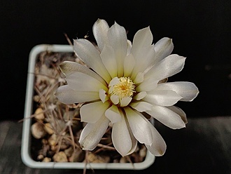 Нажмите на изображение для увеличения.

Название:	Gymnocalycium borthii B 301 2.003.jpg
Просмотров:	398
Размер:	132.2 Кб
ID:	530341