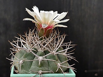 Нажмите на изображение для увеличения.

Название:	Gymnocalycium mazanense 3.002.jpg
Просмотров:	405
Размер:	179.2 Кб
ID:	530343