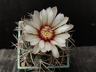 Нажмите на изображение для увеличения.

Название:	Gymnocalycium mazanense 3.003.jpg
Просмотров:	393
Размер:	143.9 Кб
ID:	530344