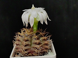 Нажмите на изображение для увеличения.

Название:	Gymnocalycium damsii v.torulosum 1.006.jpg
Просмотров:	291
Размер:	160.2 Кб
ID:	530419