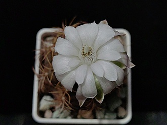 Нажмите на изображение для увеличения.

Название:	Gymnocalycium damsii v.torulosum 1.007.jpg
Просмотров:	338
Размер:	115.5 Кб
ID:	530420