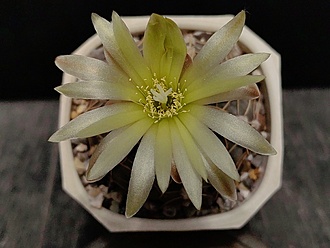 Нажмите на изображение для увеличения.

Название:	Gymnocalycium leeanum v. netrelianum 4.003.jpg
Просмотров:	339
Размер:	149.9 Кб
ID:	530421